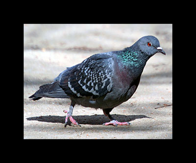 [Image: pigeon.jpg]