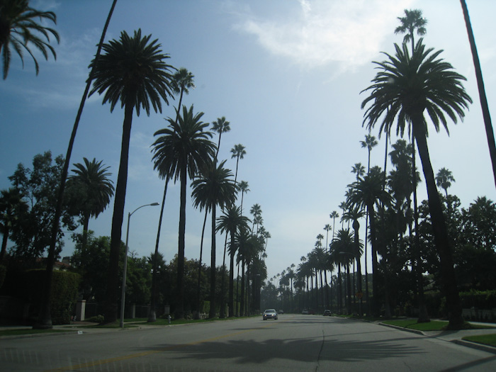 les célèbres palmiers de beverly hills