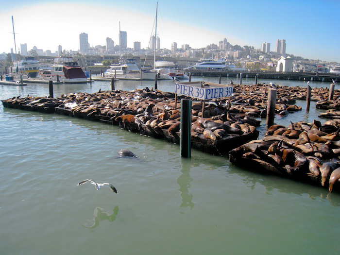 Pier 39 - San Francisco