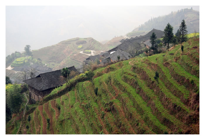 longsheng - champs en terrasse