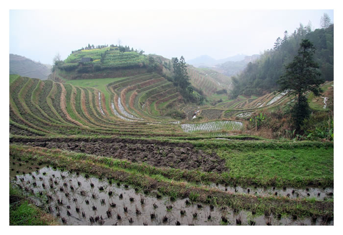 longsheng - champs en terrasse