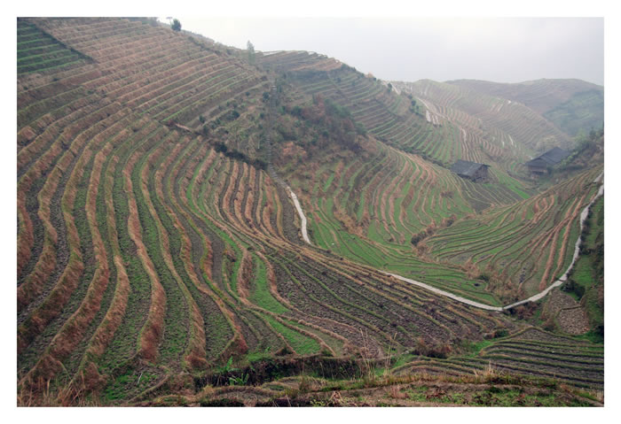 longsheng - champs en terrasse