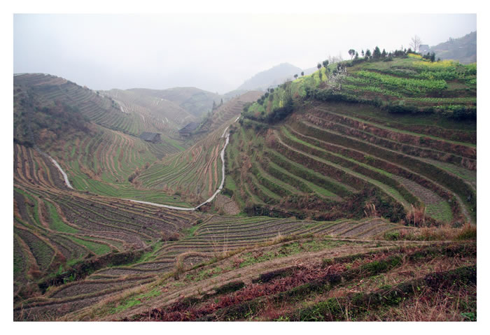 longsheng - champs en terrasse