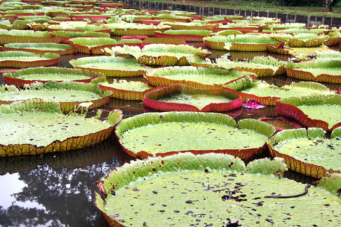 nénuphars du jardin de pamplemousses